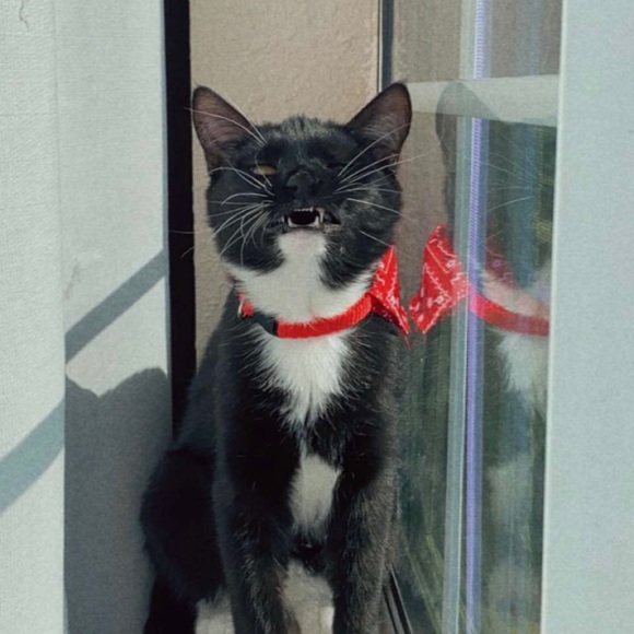 Meet your Posher, Celeste - Picture 1 of 1